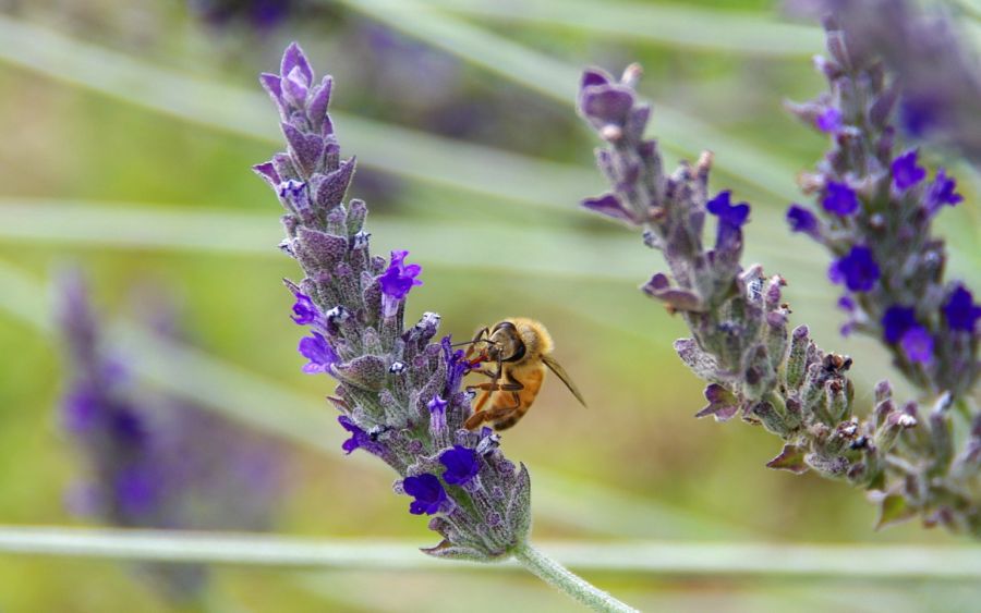 "Una abeja en el jardin" de Juan Carlos Barilari