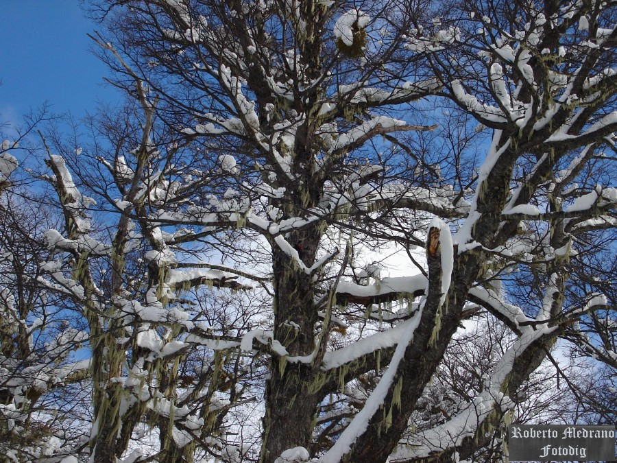 "Nieve sobre los pinos" de Roberto Medrano