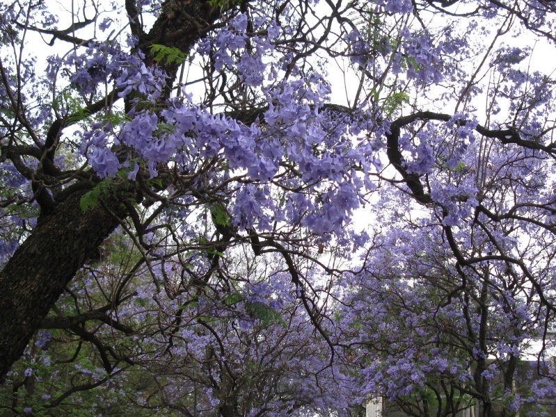 "jacarandaes 1" de Eduardo Dutto