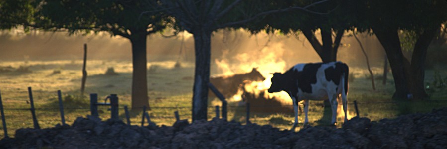 "Niebla al amanecer en el campo" de Solis Alba Iris