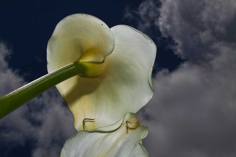 "Intimidades de las flores II" de Carmen Nievas