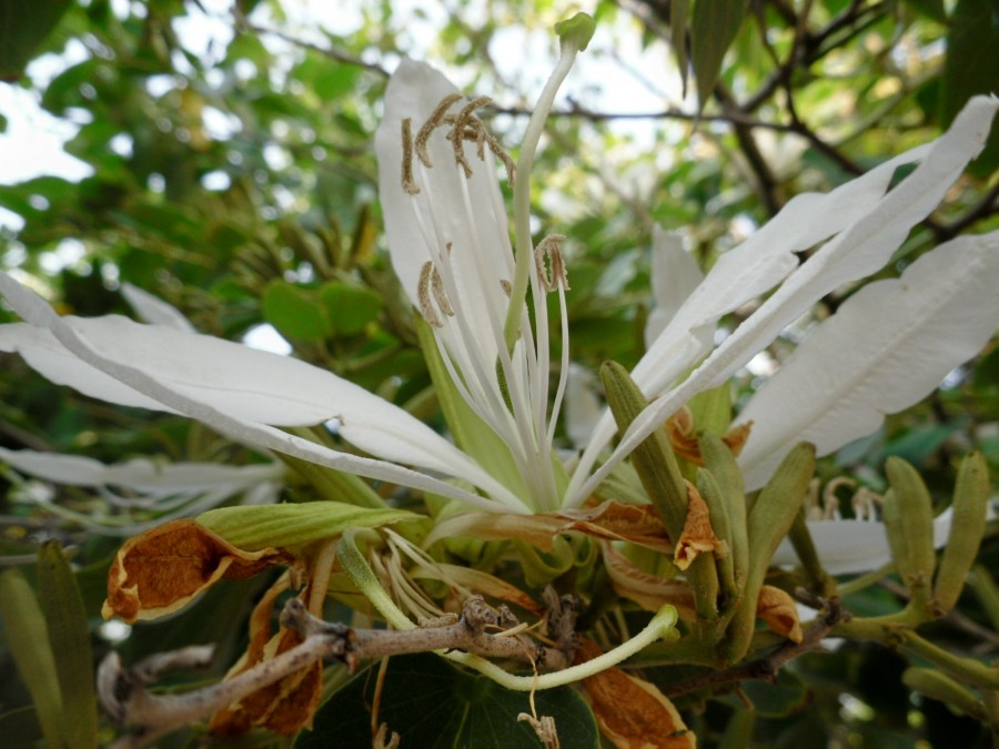 "Flor de bahuhinia" de Ana Maria Real