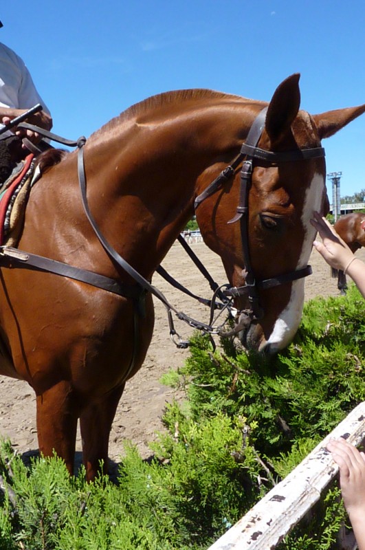 "CABALLO" de Ana Maria Merayo