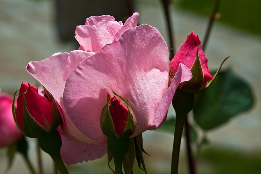 "Rosa rosa" de Carmen Nievas