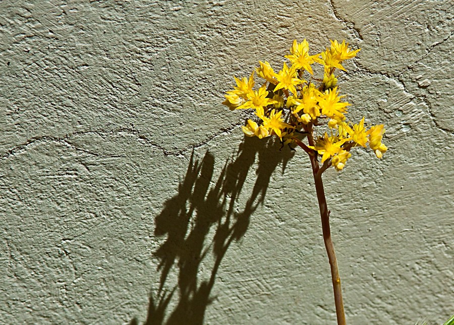 "Amarillo II" de Carmen Nievas