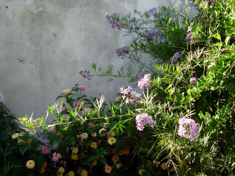 "Desde el jardn" de Jorge Berterretch