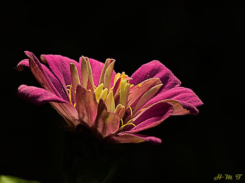 "Florcita dedicada" de Hctor Martn Tabuyo