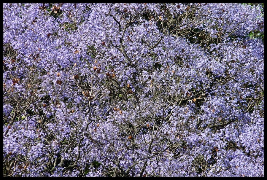 "Jacaranda" de Moises Gronte