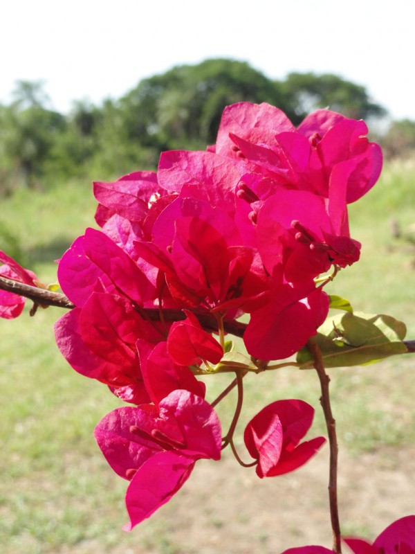 "flores del aire - santa rita" de Daniel Alberto Prez