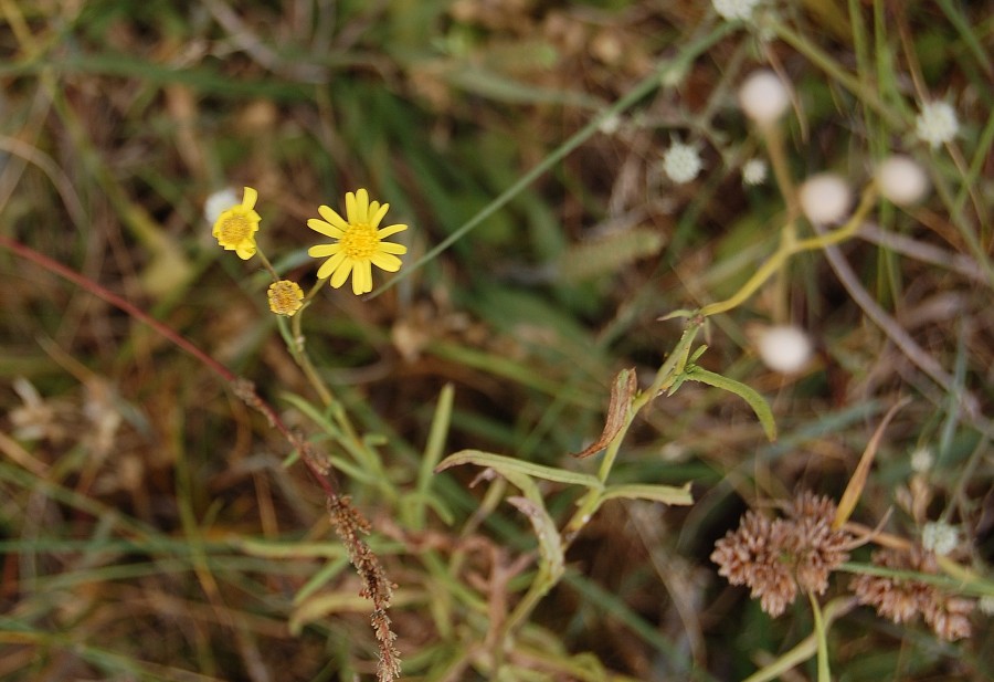 "Flores silvestres." de Romina Esponda