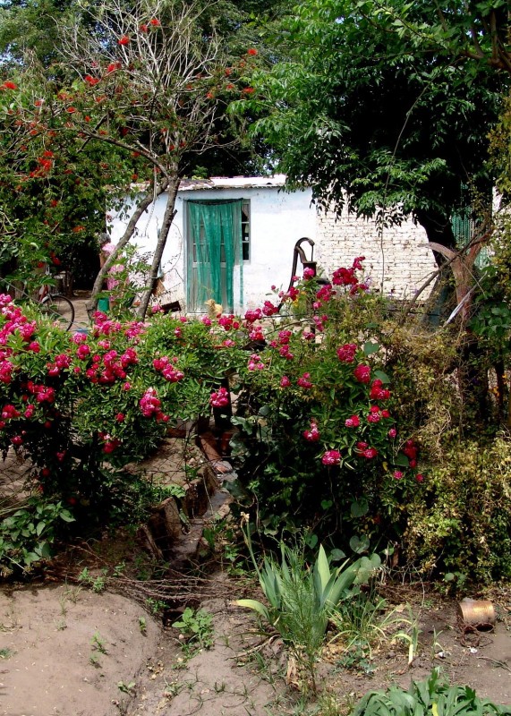 "la casa,las flores.." de Vernica Dana