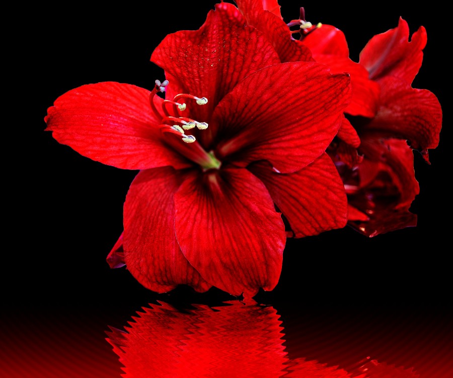 "Reflejo en rojo" de Solis Alba Iris