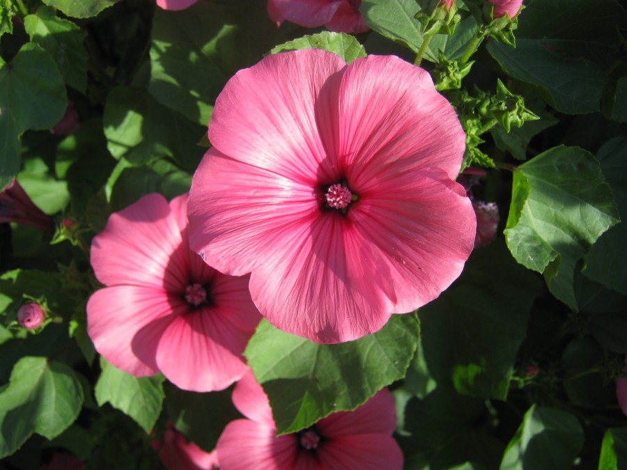 "Rosadas" de Mara Griselda Garca Cuerva