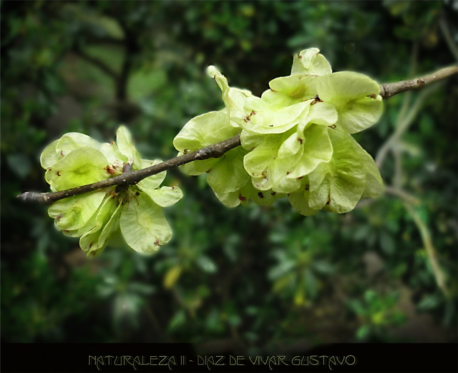 "Naturaleza II" de Gustavo Diaz de Vivar