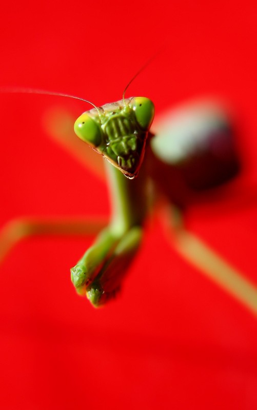 "Mirada de mantis." de Mario Tizn