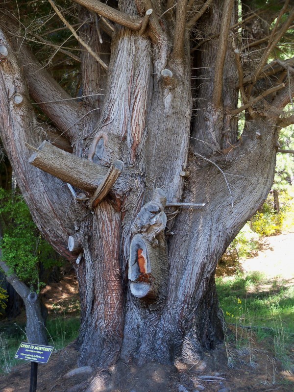 "Arboles exticos en parques nacionales Arg." de Edith M. A. Marin