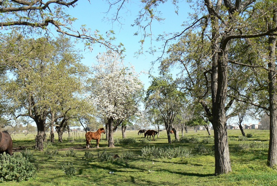 "Caballos pastando." de Julia Tedesco