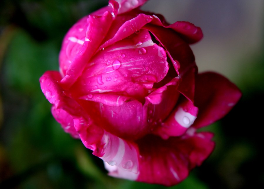 "Pink Rose." de Mario Tizn