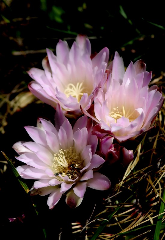 "Flor de cactus" de Mario Tizn