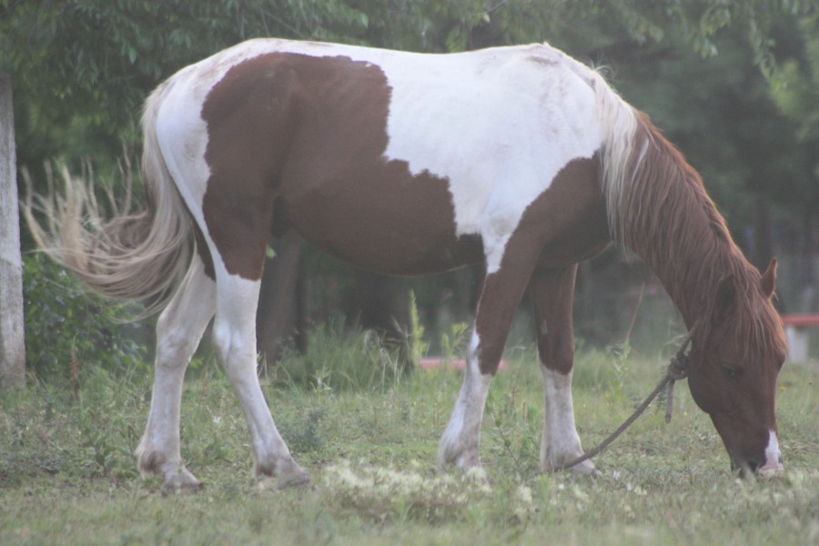 "Caballo" de Lucas Ignacio Boggio