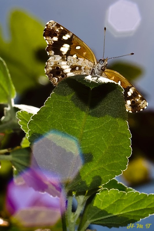 "Mariposa con reflejos" de Hctor Martn Tabuyo