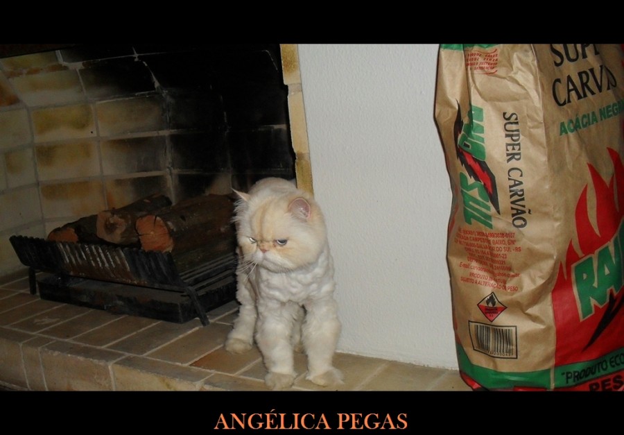 "LO GATITO" de Anglica Pegas