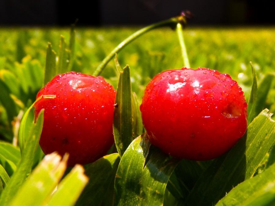 "Solo Cerezas" de Adrian Courtade