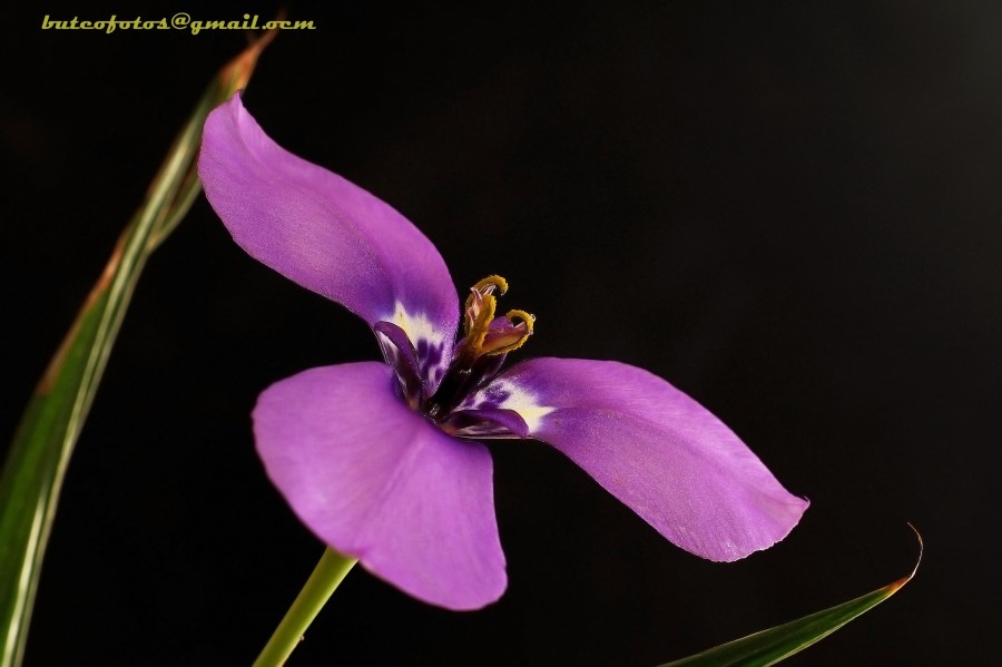 "Florcita nativa" de Hctor Martn Tabuyo