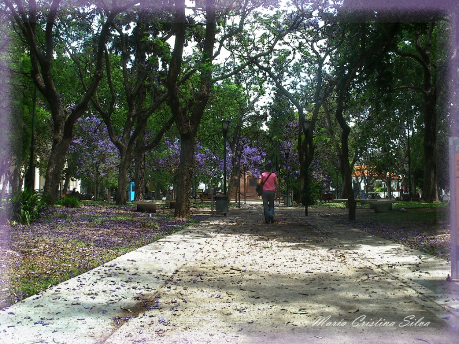"El Fragante (jacarand) en la plaza" de Maria Cristina Silva