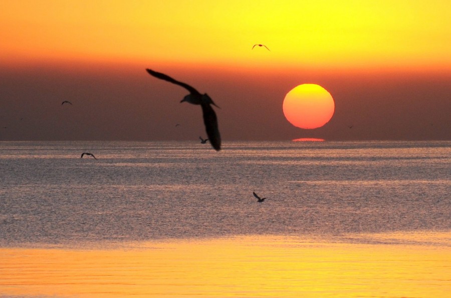 "vuelo al sol" de Edith Polverini