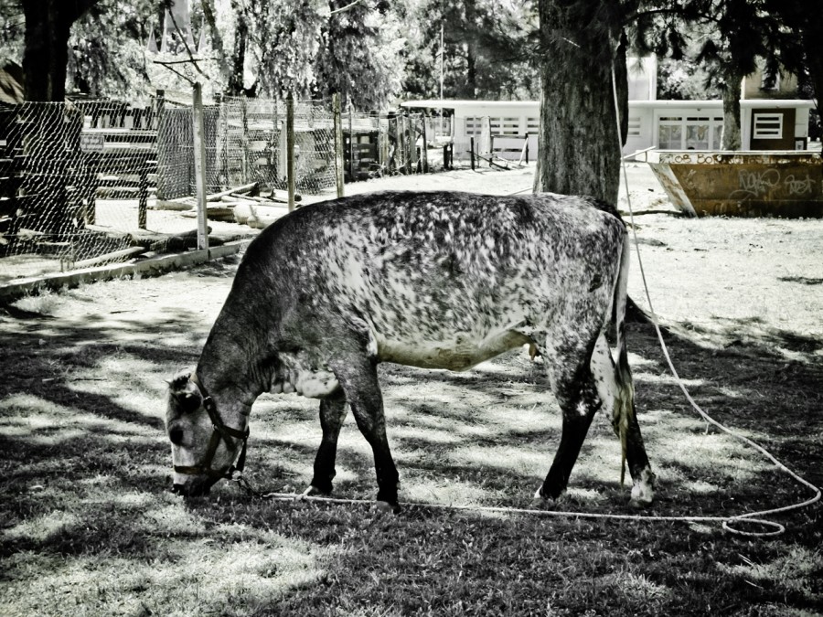 "La vaca atada..." de Daniel De Bona