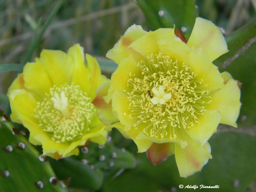 "Flores de cactus" de Adolfo Fioranelli