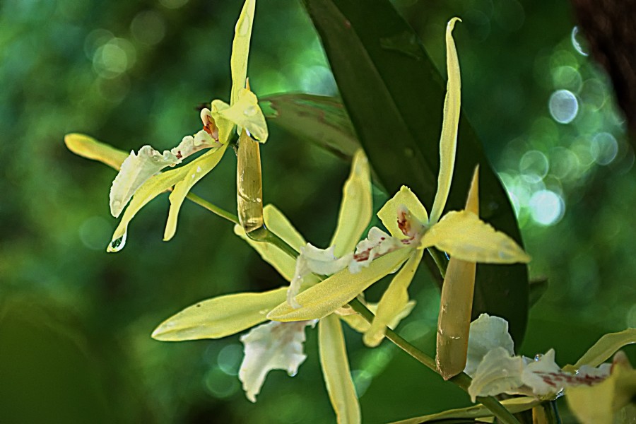 "Orquideas" de Solis Alba Iris