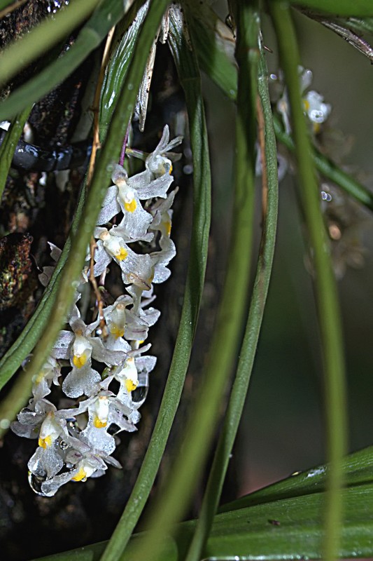 "Orqudeas blancas" de Solis Alba Iris