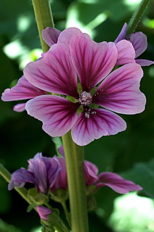 "Flor de malva italiana" de Solis Alba Iris