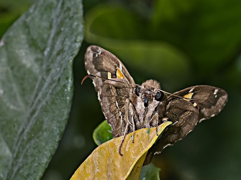 "Una mariposita" de Hctor Martn Tabuyo