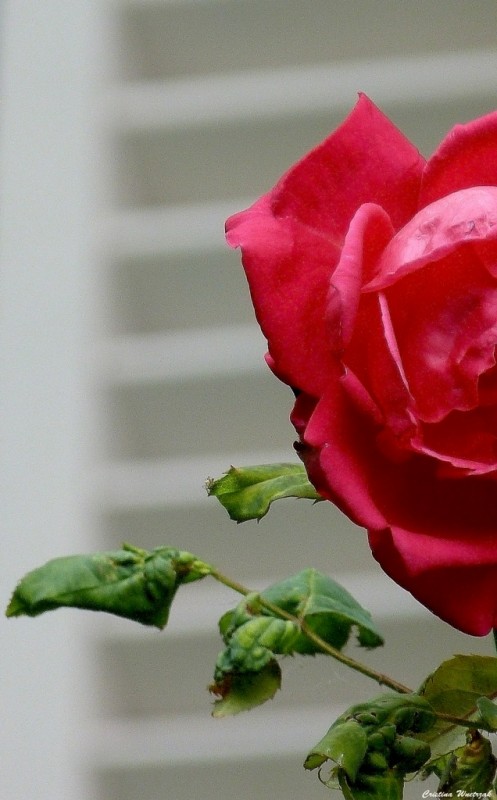 "Rosa roja en la ventana..." de Cristina Wnetrzak