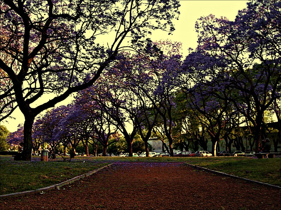 "Una flor y otra flor celeste..." de Silvia Chamorro