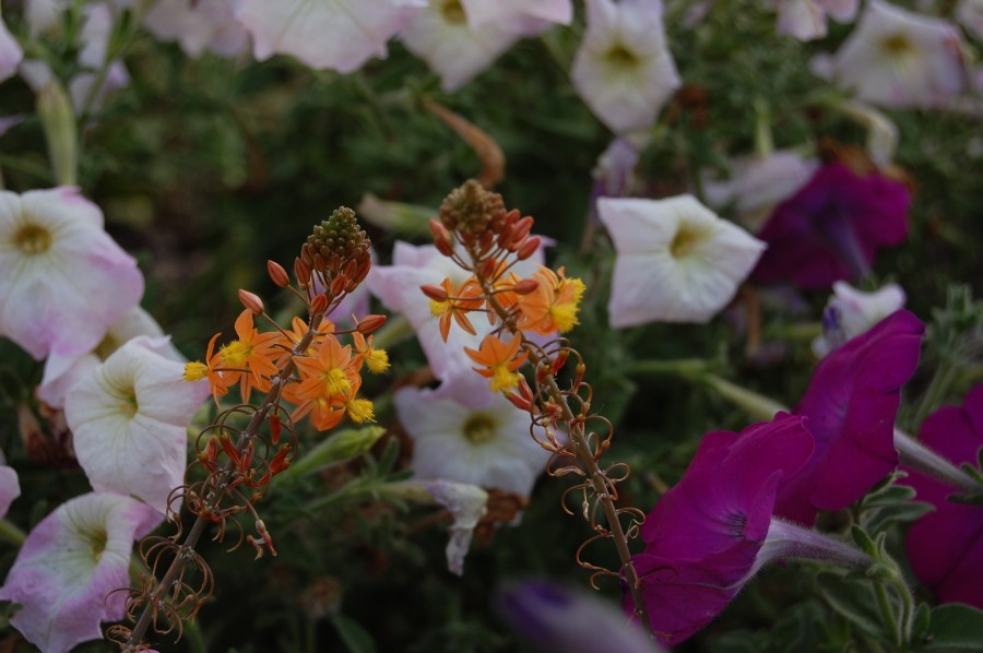 "Flores...." de Romina Esponda