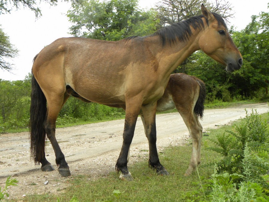 "una madre" de Javier Adam