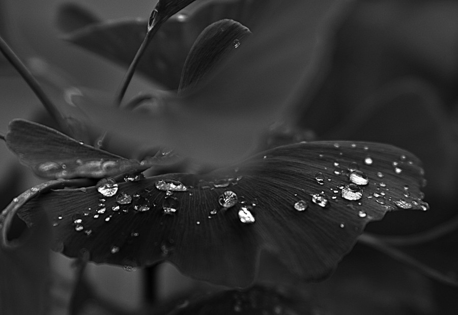 "Tiempo de lluvia" de Carmen Nievas