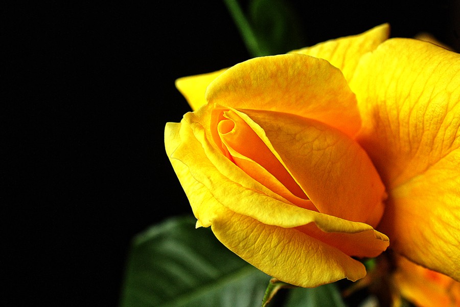 "Una rosa para" de Stella Maris Kippke