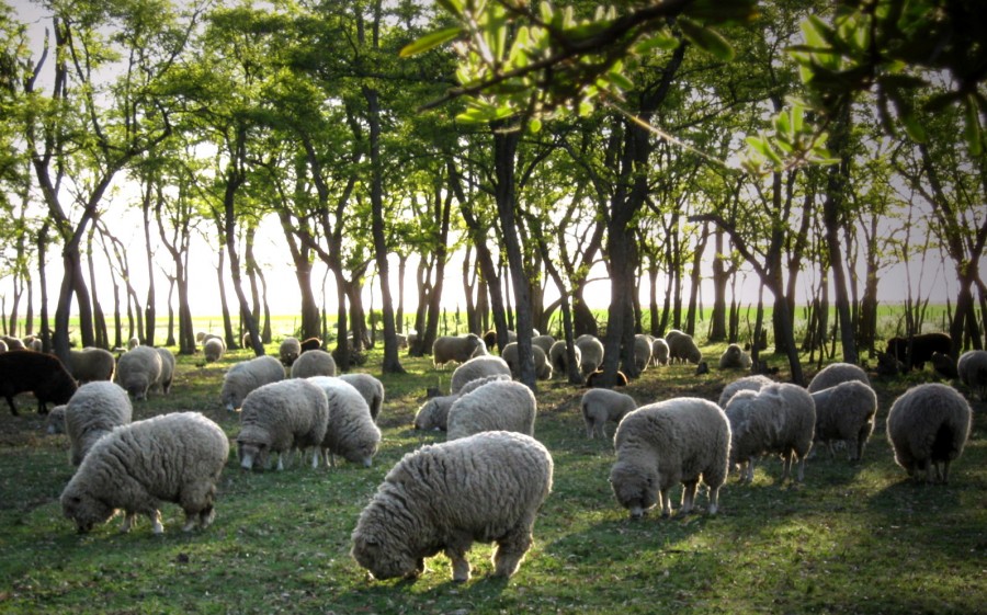 "Atardecer campestre" de Mara Griselda Garca Cuerva