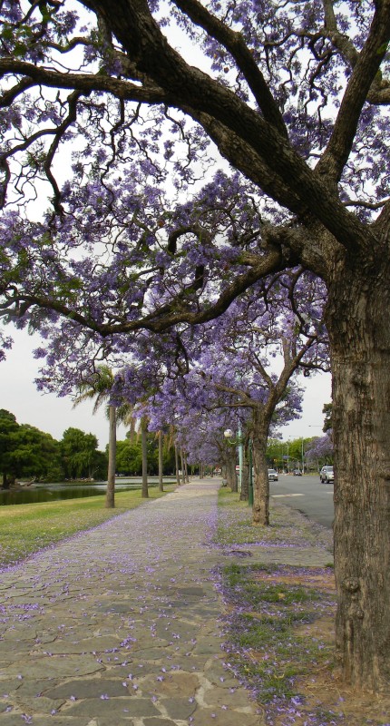 "pintada de azul o violeta???" de Mercedes Orden