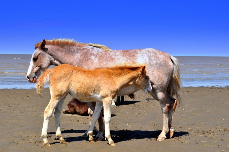 "caballos salvajes" de Juan Gaston Rodriguez