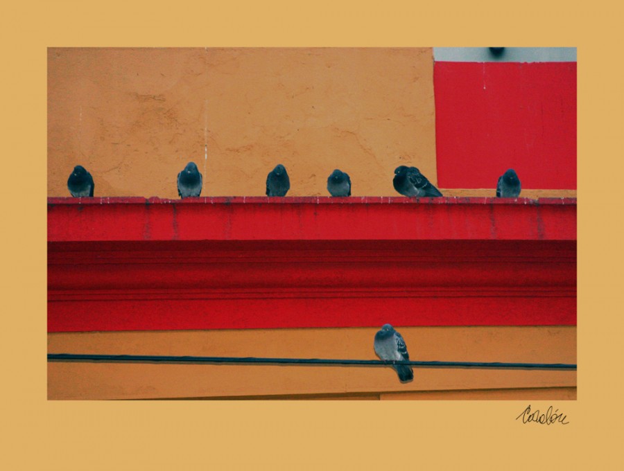 "7 - palomas - 7" de Silvia Corvaln