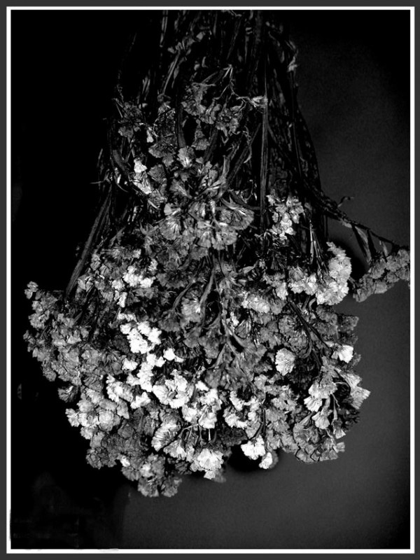 "flores" de Vernica Dana