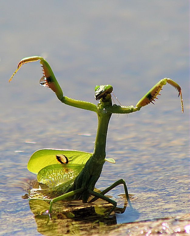 "Mantis atack." de Mario Tizn
