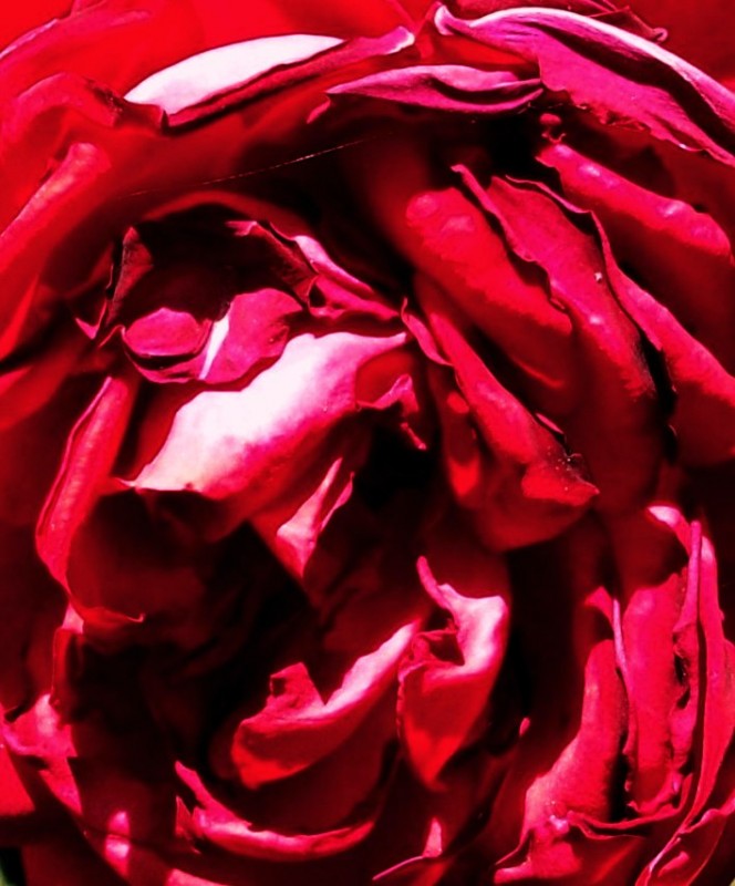 "rosa de cerca.." de Diego Marini