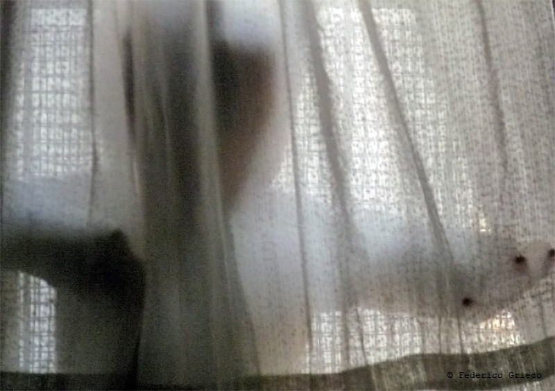 "Jugando con la cortina" de Federico Grieco